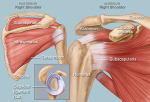 The four rotator muscles - picture by WebMD.com